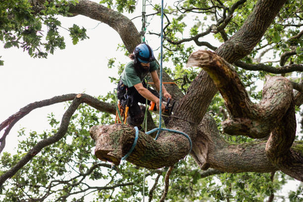 Reliable Oak Harbor, WA Tree Care Solutions